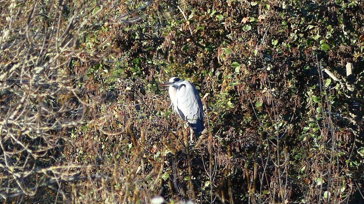 Gray Heron - ML645659004