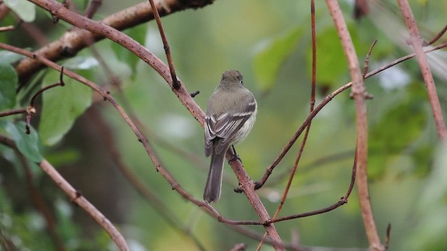 Hammond's Flycatcher - ML645659005