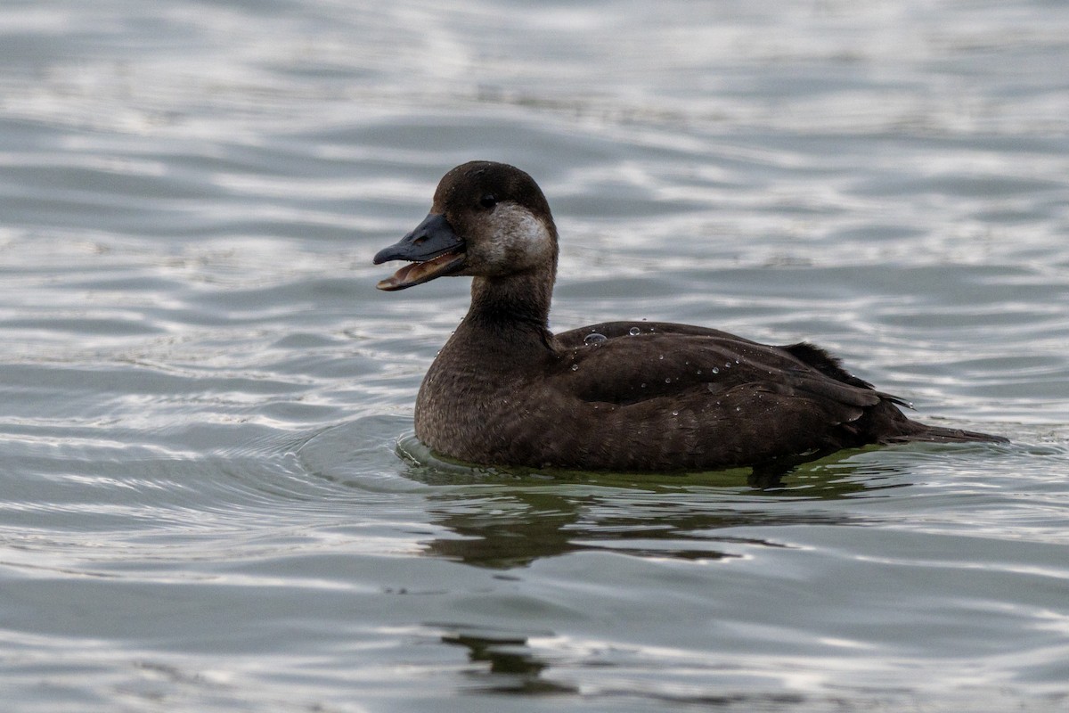 Pazifiktrauerente - ML645659008