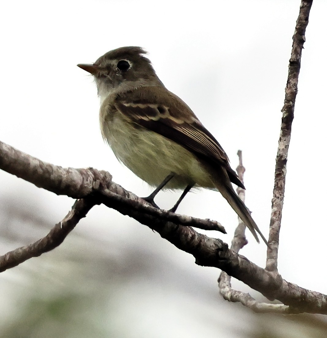Moucherolle tchébec - ML645659009
