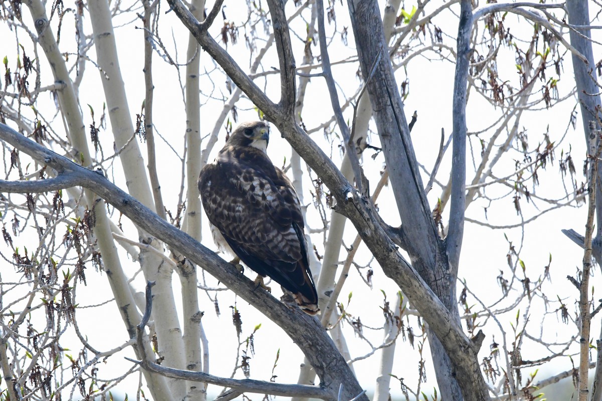 Red-tailed Hawk - ML645659013