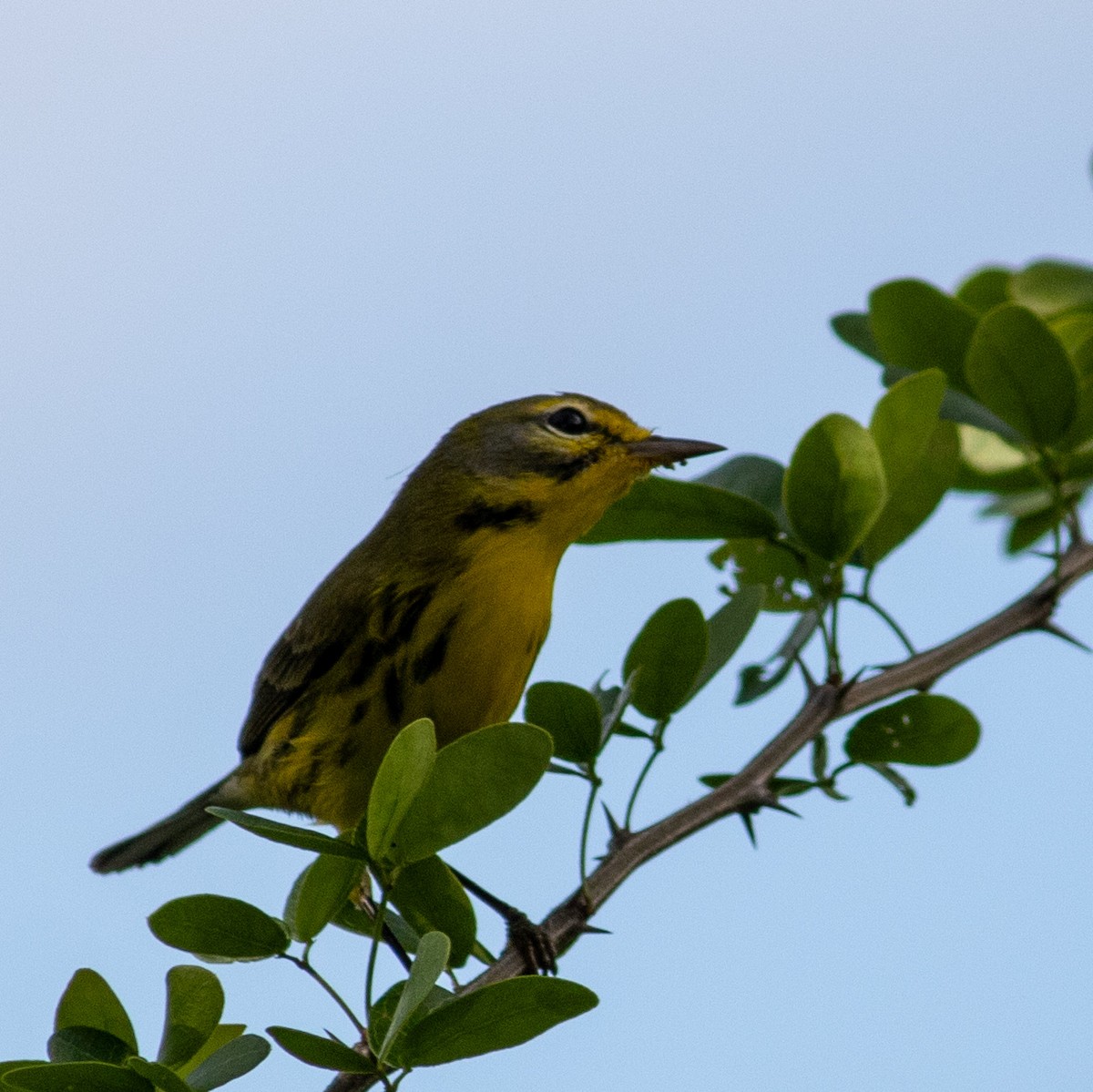 סבכון ערבות - ML645659015