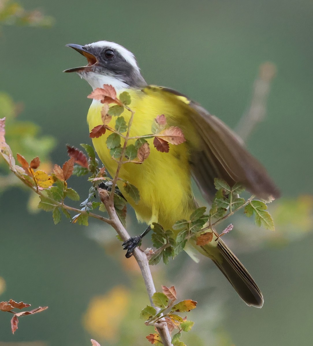 Tyran sociable - ML645659016