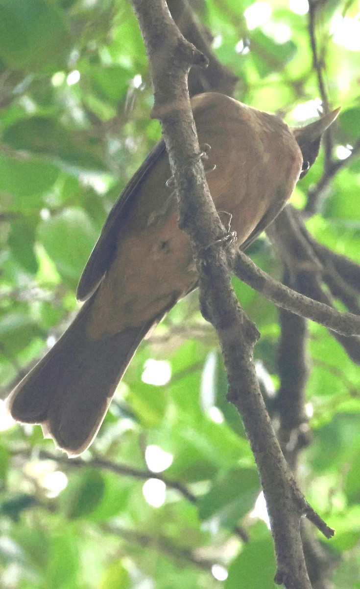 Merle fauve - ML645659021