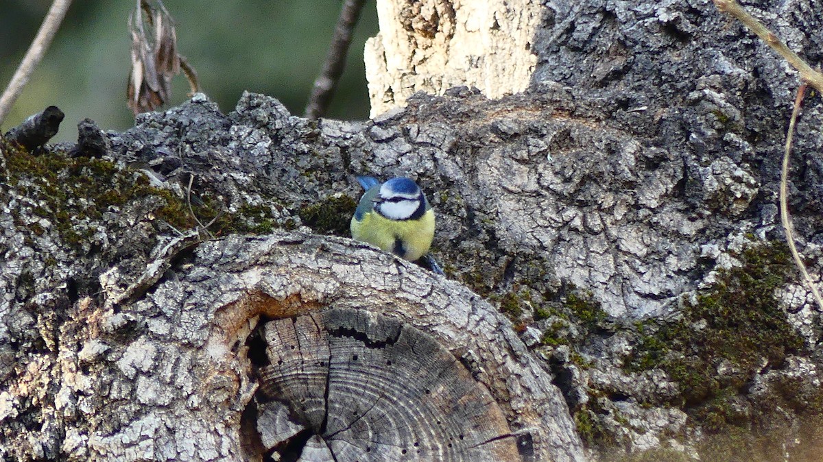 Eurasian Blue Tit - ML645659022