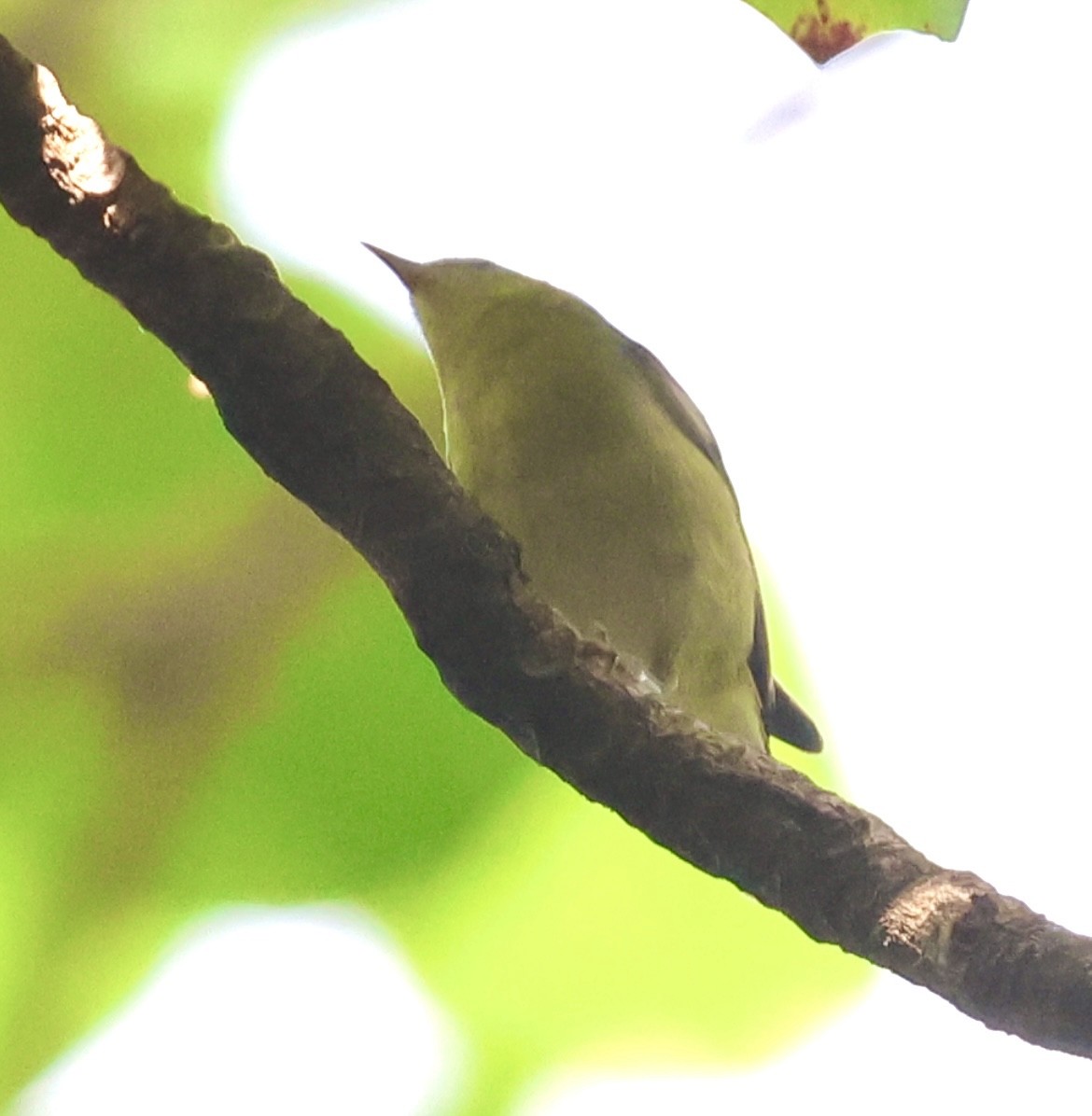 Червоїд світлобровий - ML645659027