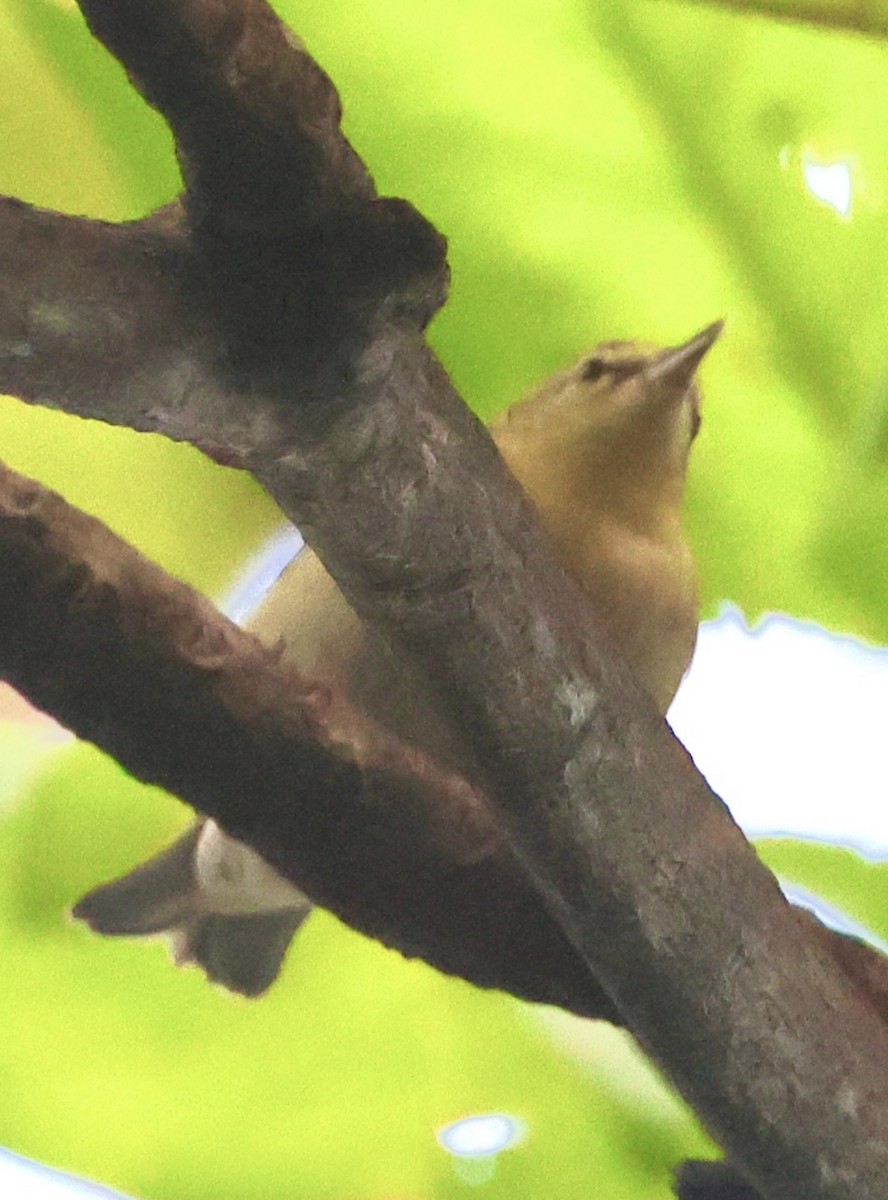 Червоїд світлобровий - ML645659028