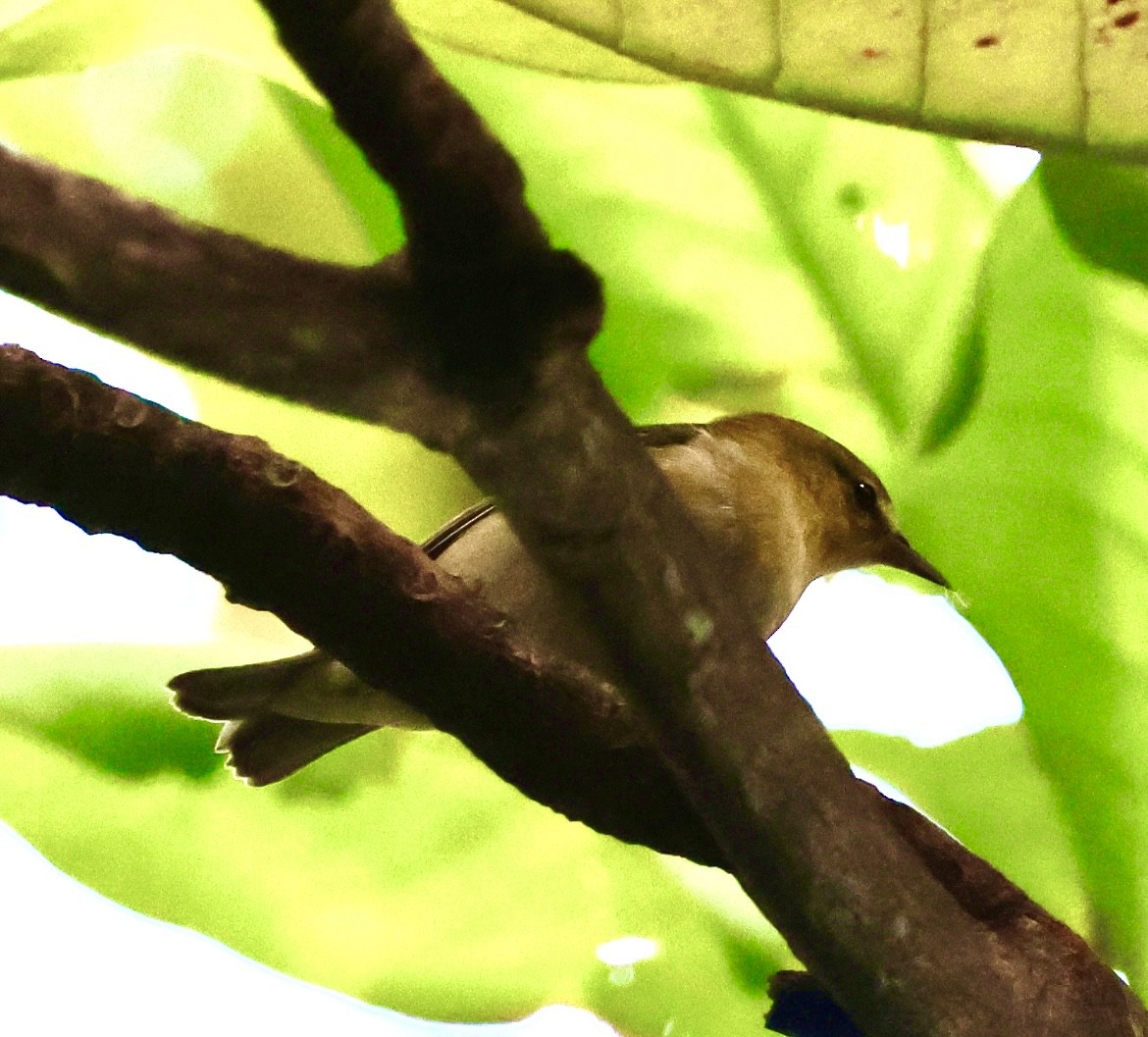 Червоїд світлобровий - ML645659029