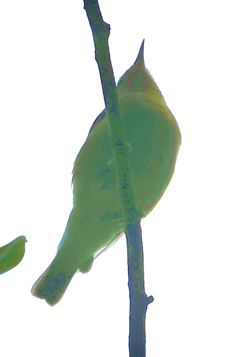 Червоїд світлобровий - ML645659030