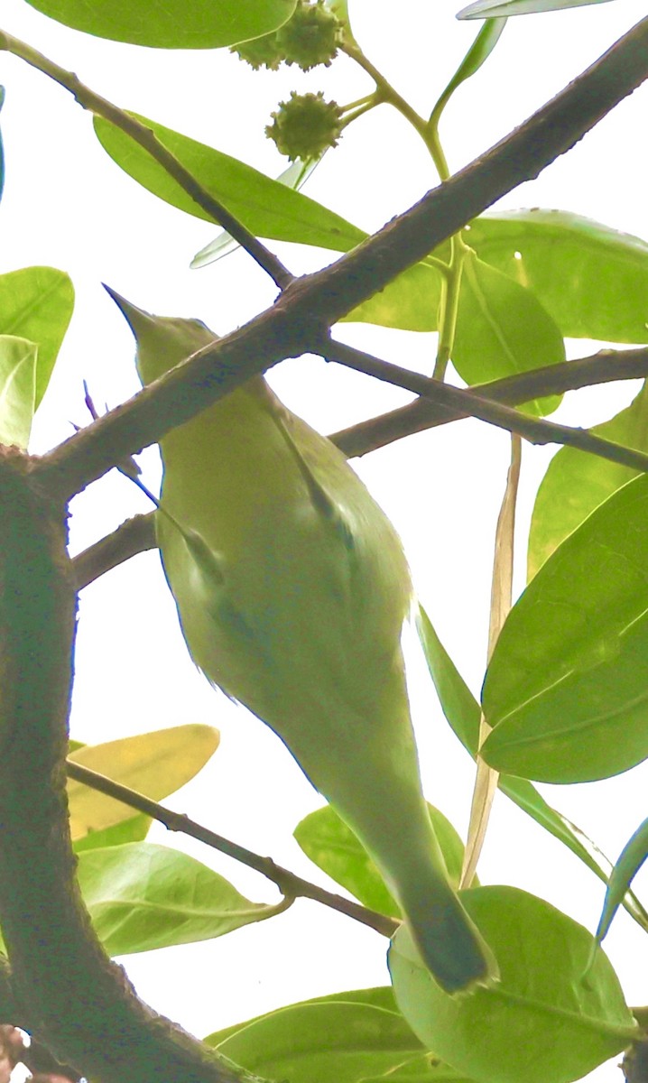 Червоїд світлобровий - ML645659031