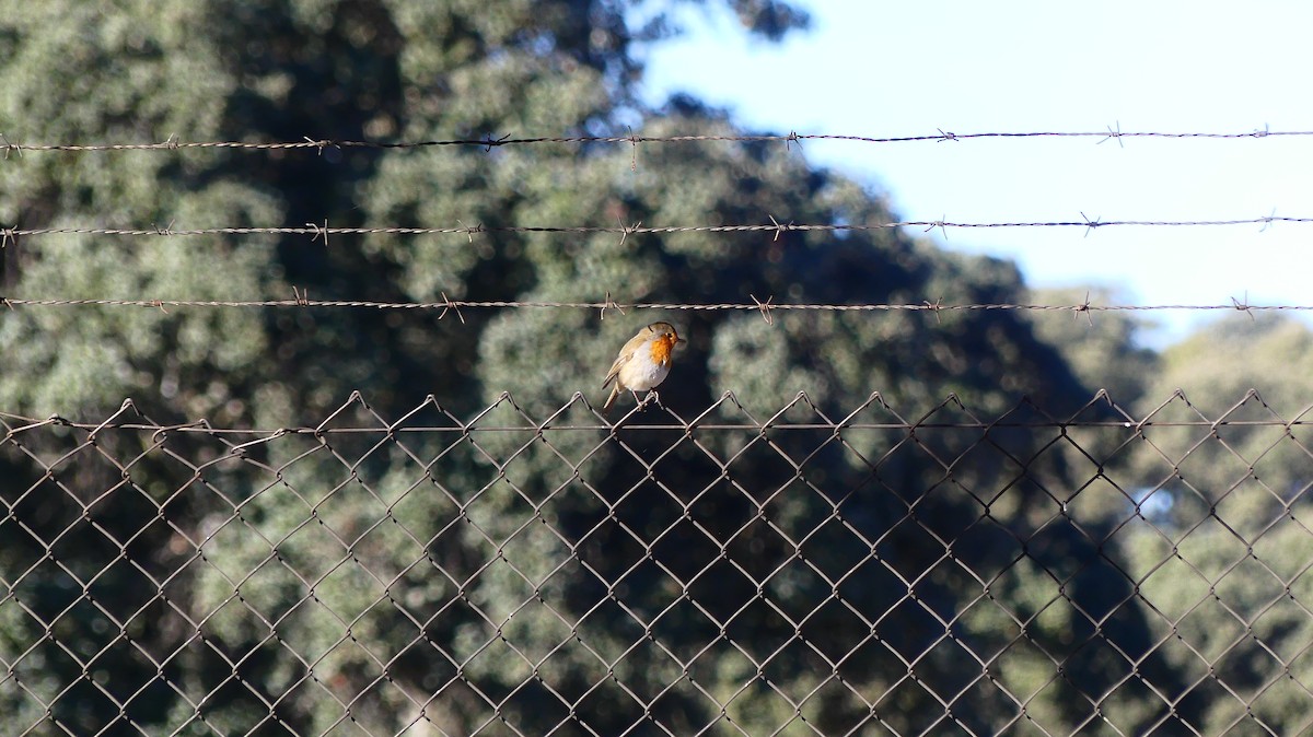 European Robin - ML645659039