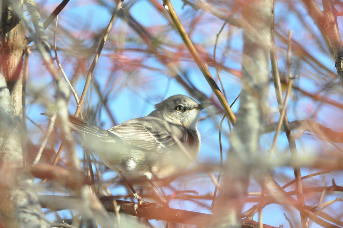 drozdec mnohohlasý - ML645659042