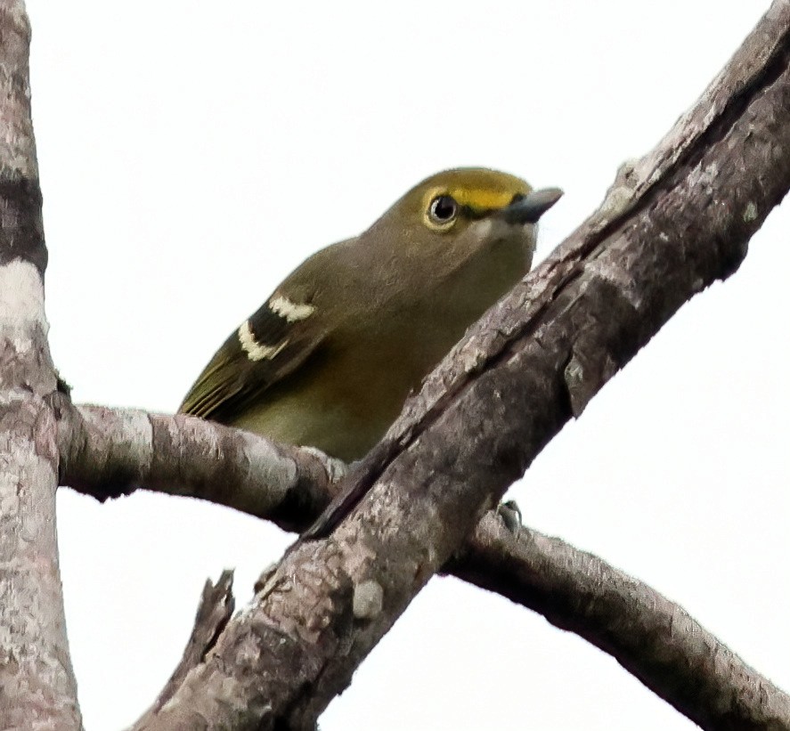 Viréo aux yeux blancs - ML645659043