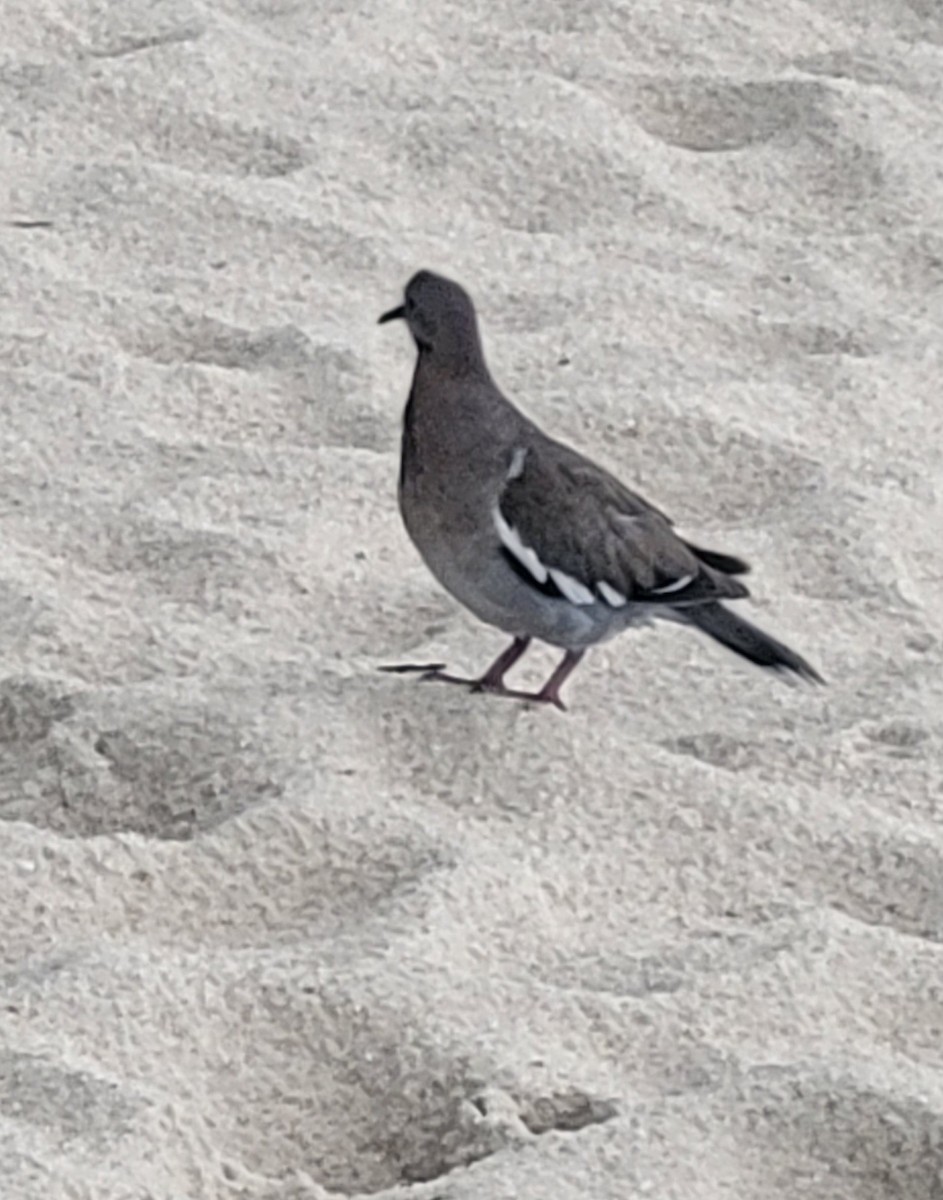 White-winged Dove - ML645659044