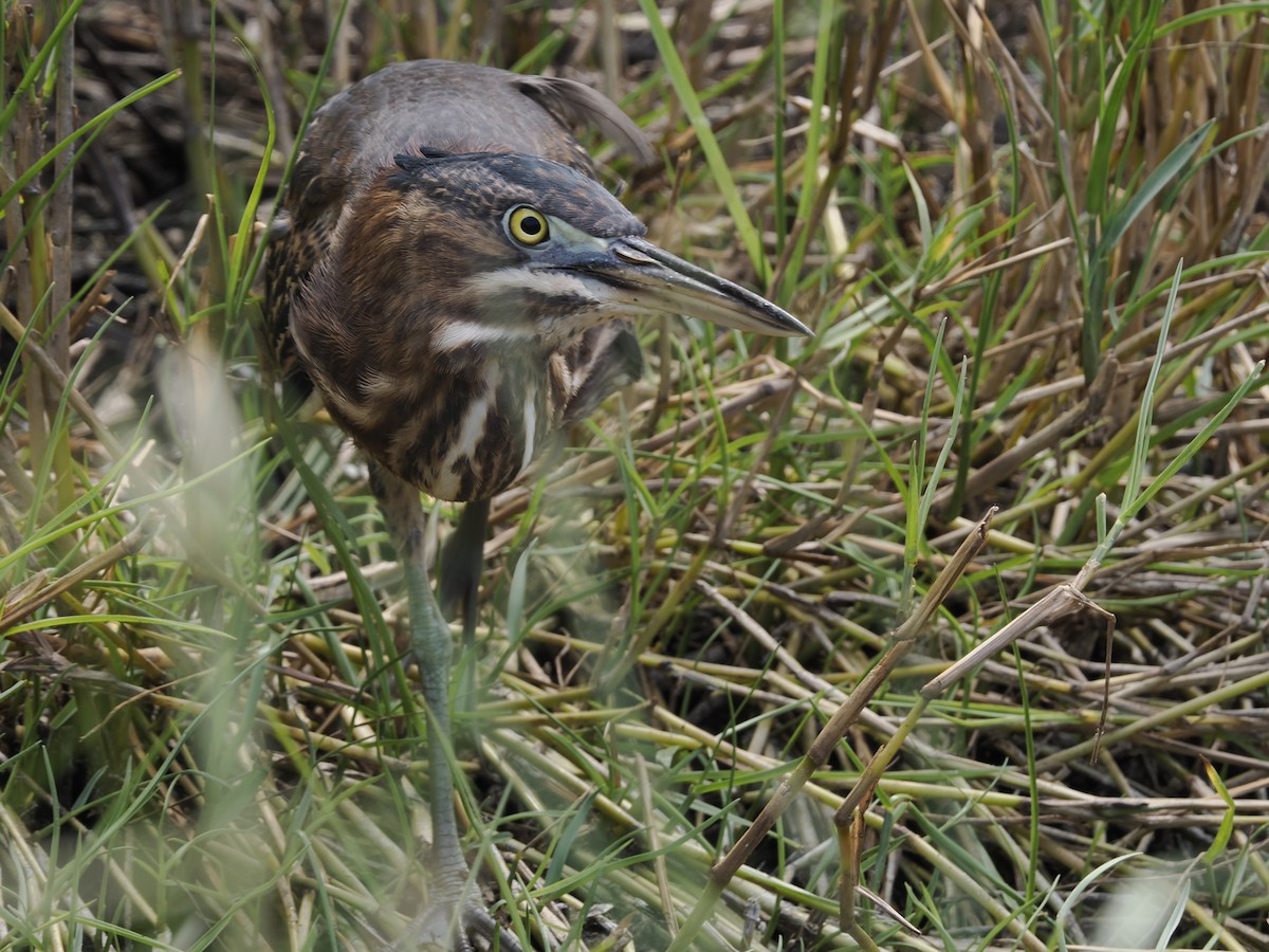 Koartzatxo berdea - ML645659049