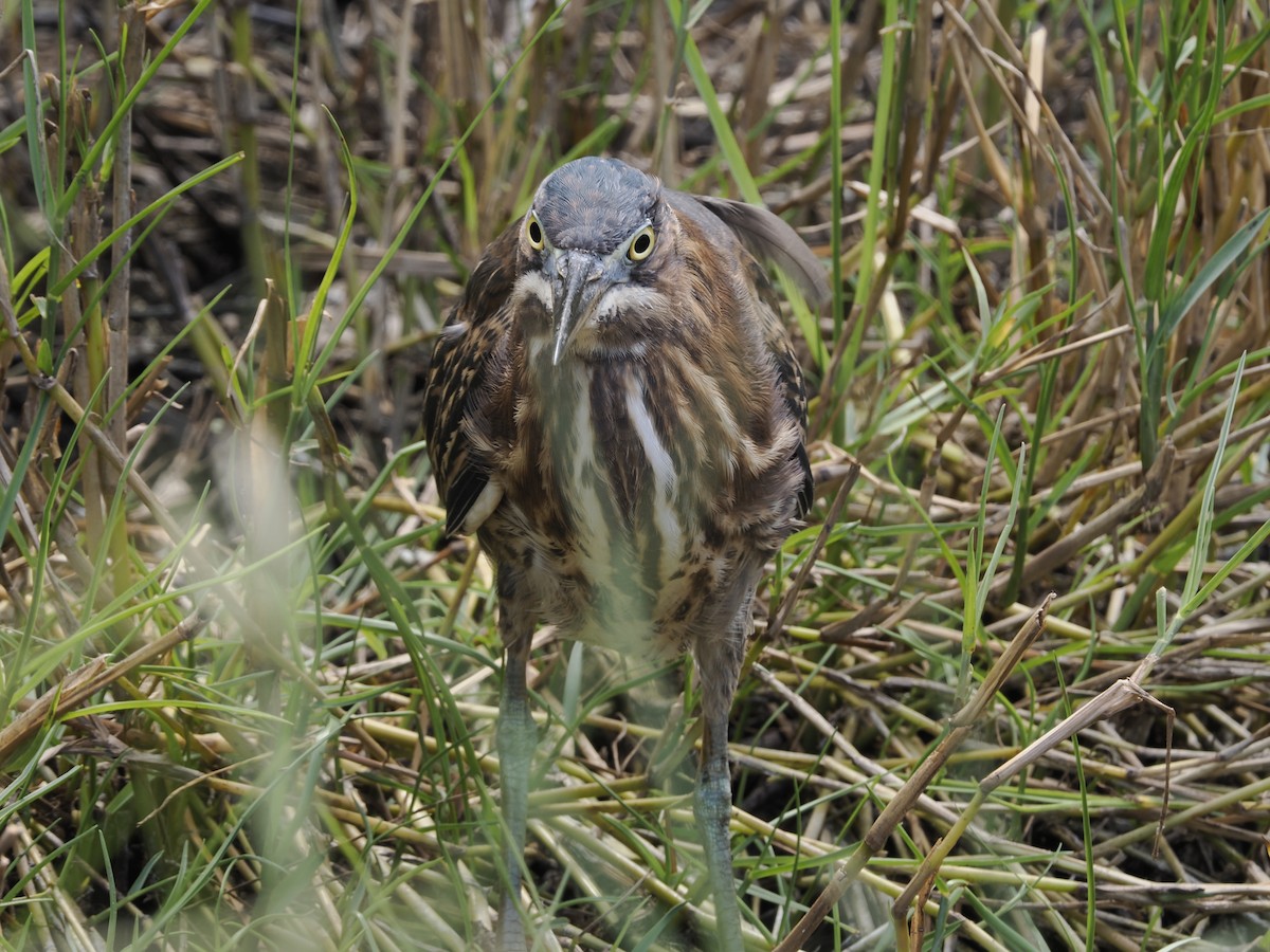 Koartzatxo berdea - ML645659050