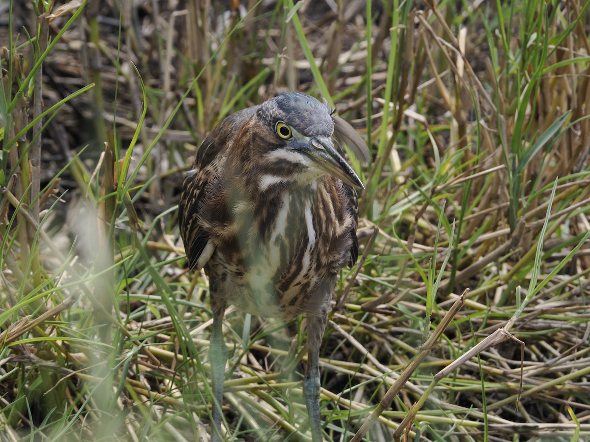 Koartzatxo berdea - ML645659051