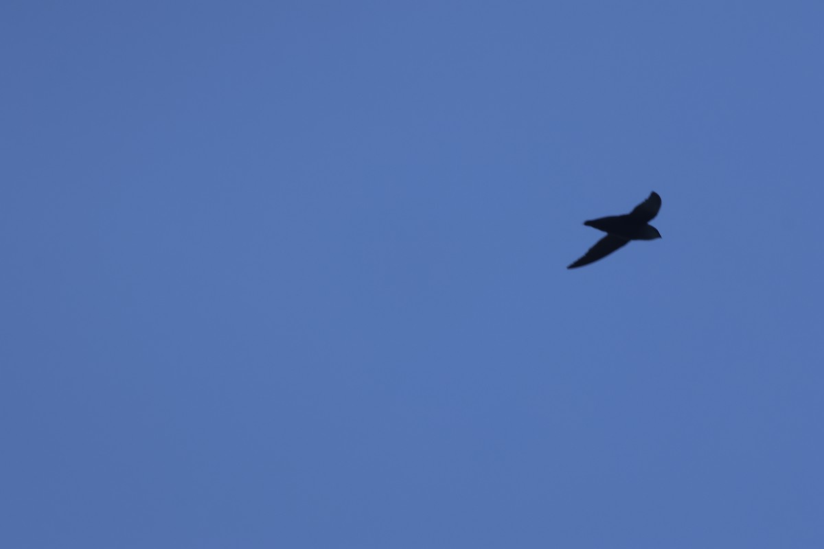 Chimney Swift - ML645659052