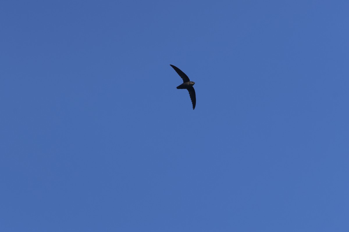 Chimney Swift - ML645659053