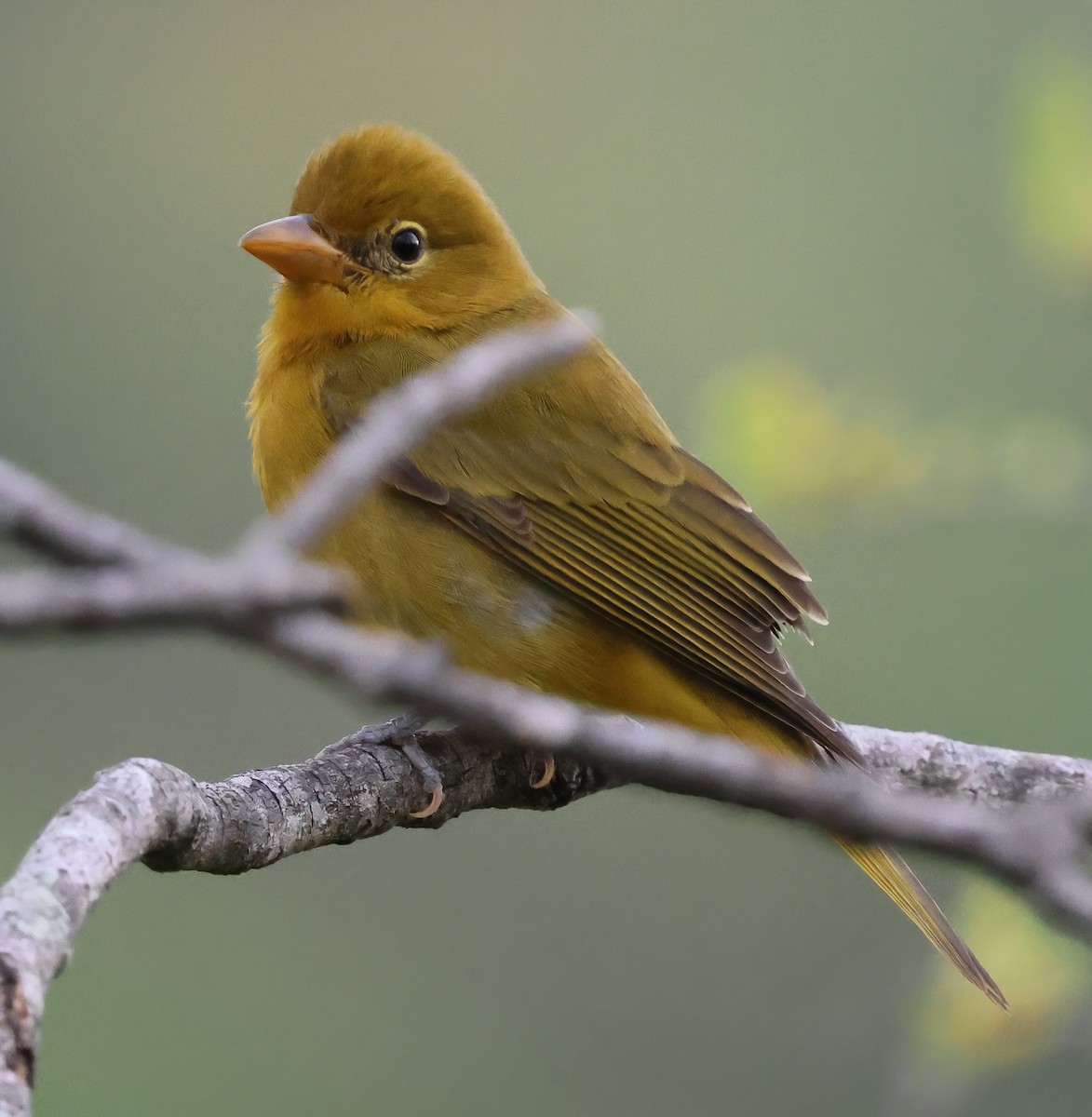 Piranga vermillon - ML645659055