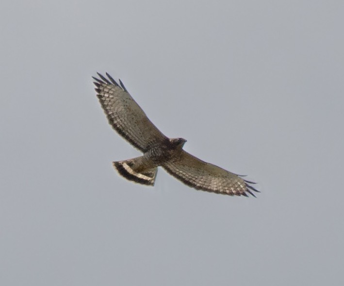 Broad-winged Hawk - ML645659059