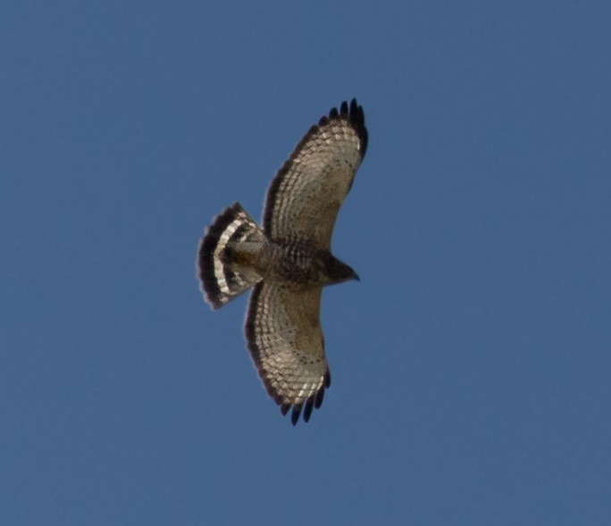 Broad-winged Hawk - ML645659060