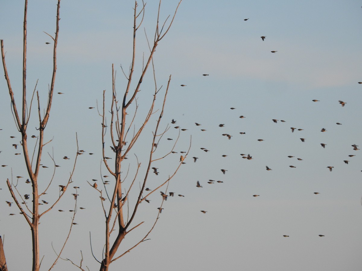 strnad luční - ML645659069