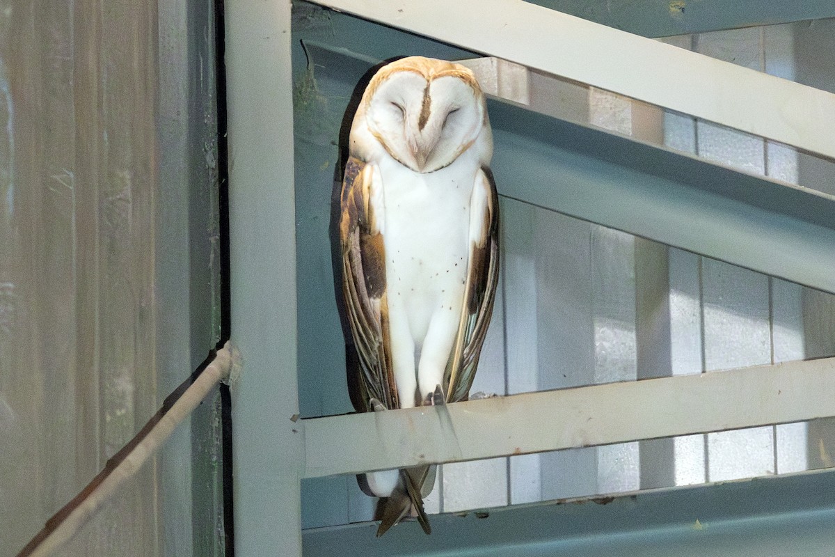 American Barn Owl - ML645659070