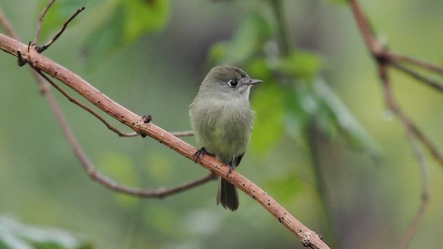 Hammond's Flycatcher - ML645659071