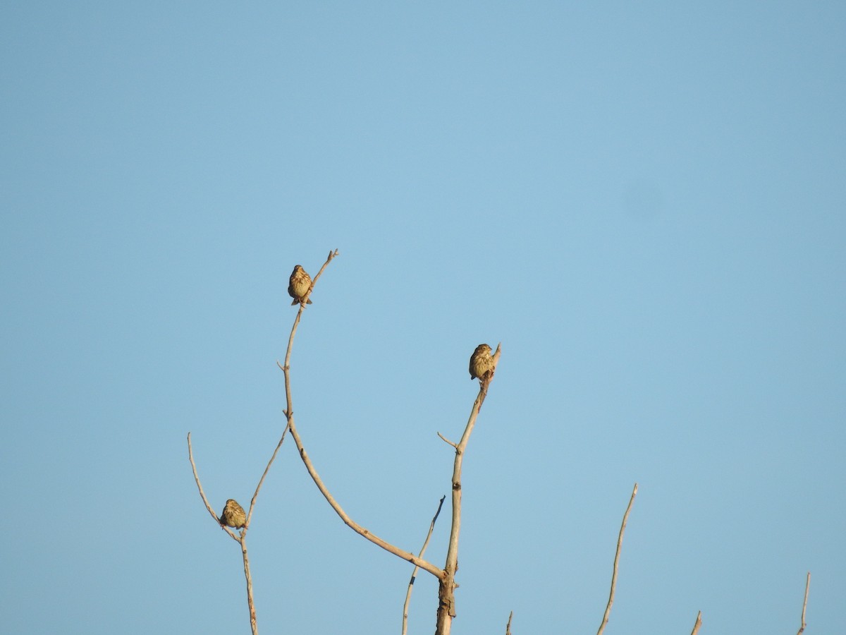 strnad luční - ML645659078