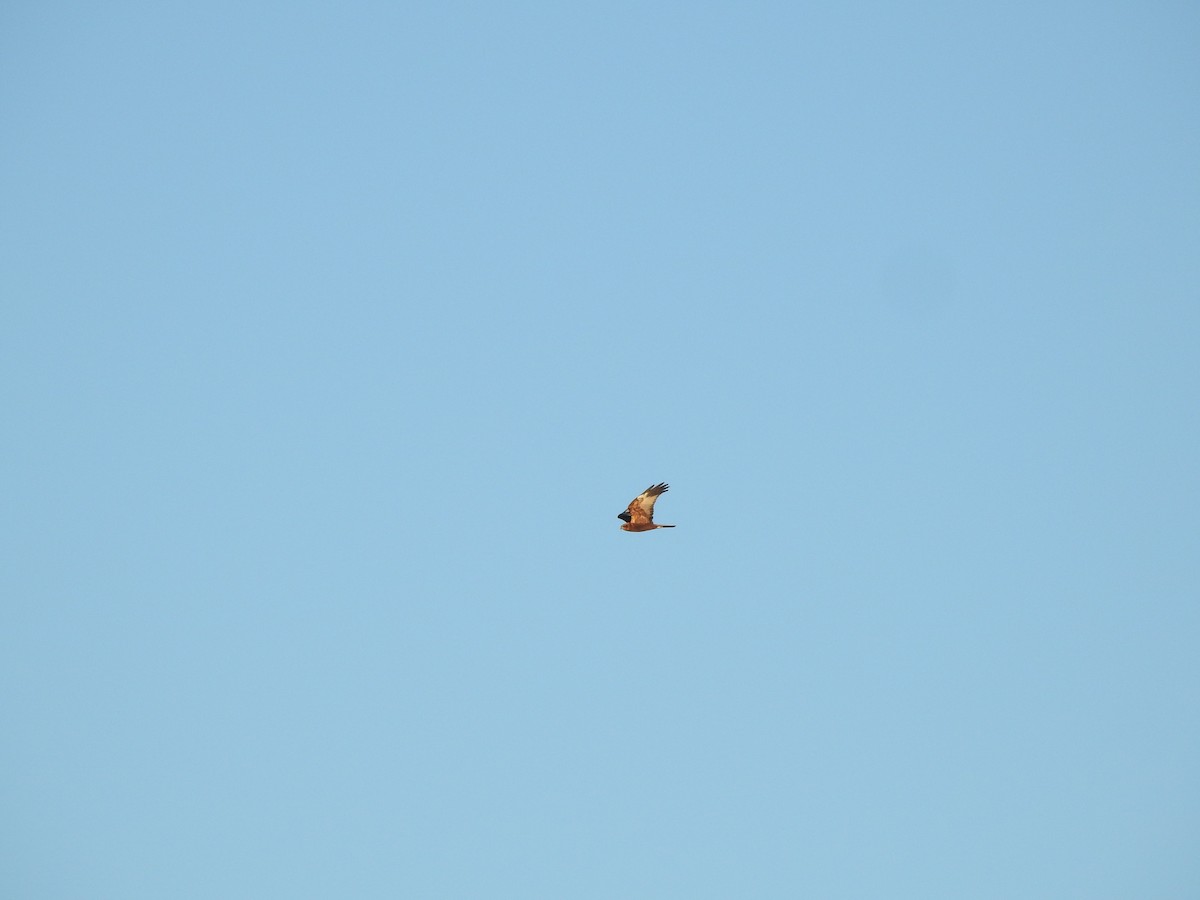 moták pochop - ML645659082