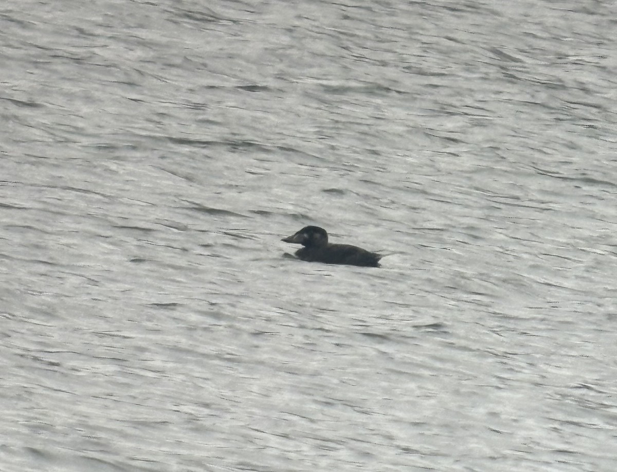 Surf Scoter - ML645659084