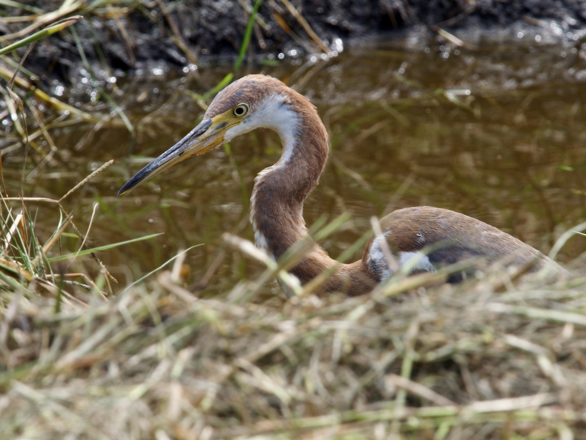 Koartzatxo hirukolorea - ML645659091