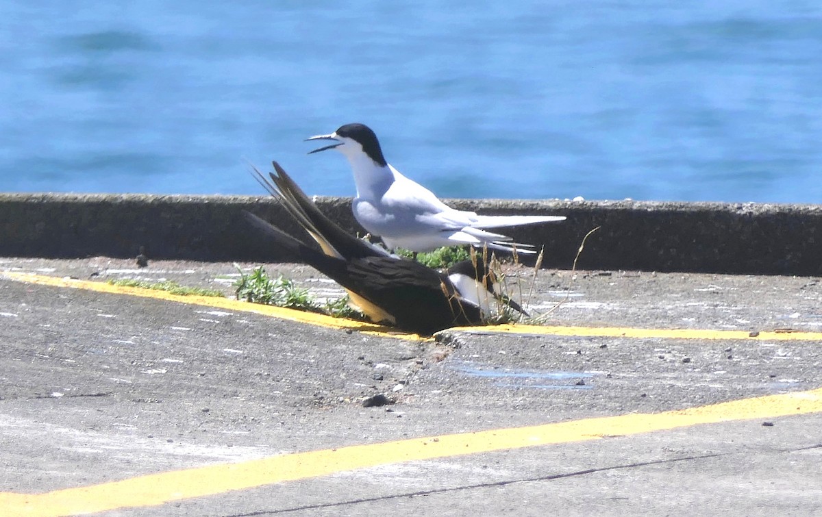 Sooty Tern - ML645659103