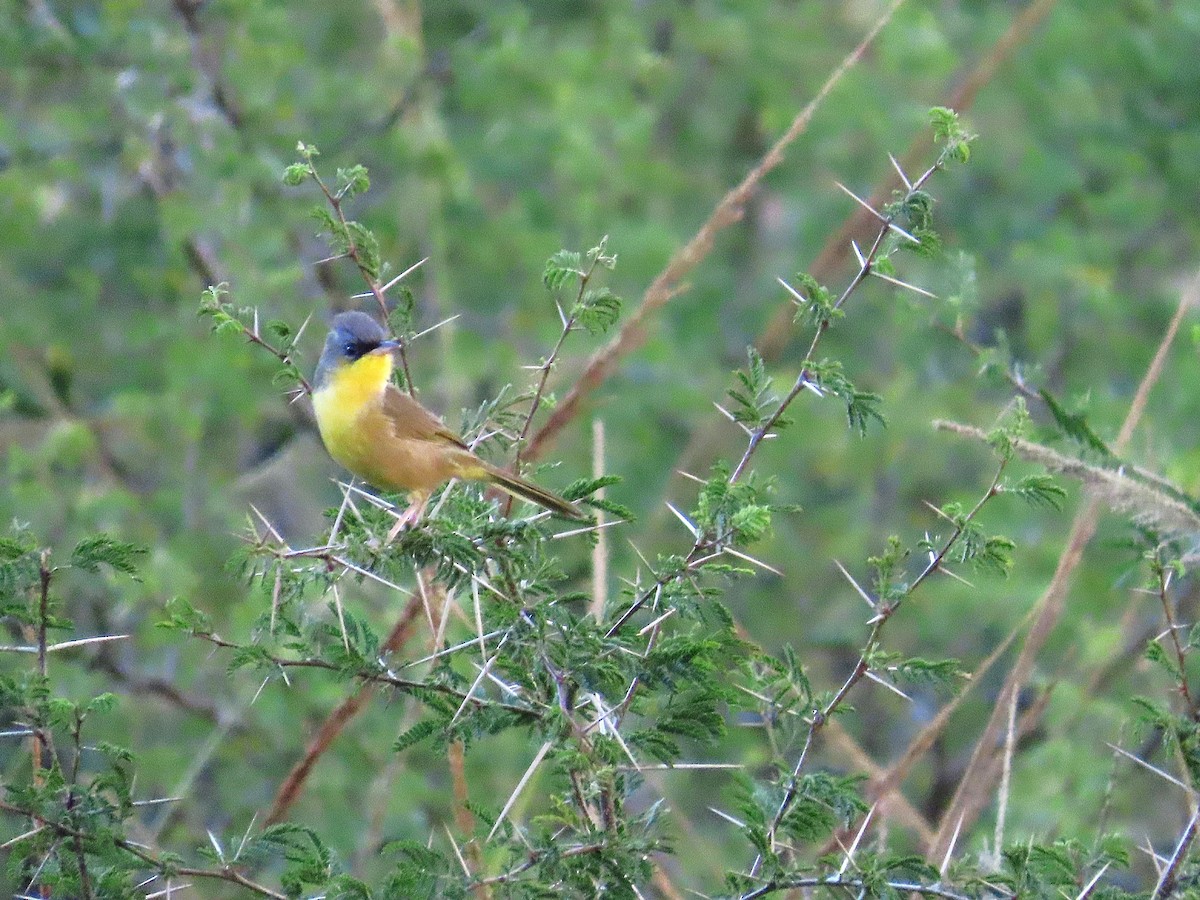 Gray-crowned Yellowthroat - ML645659106