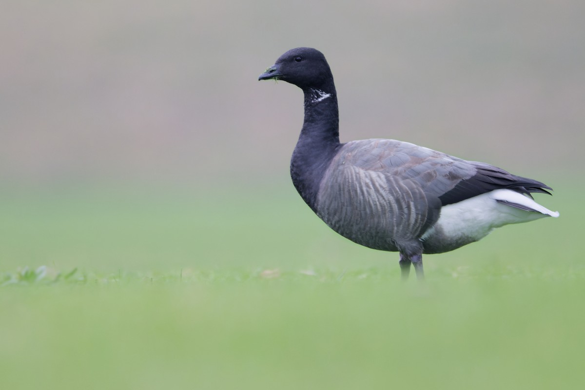 Brant - ML645659108