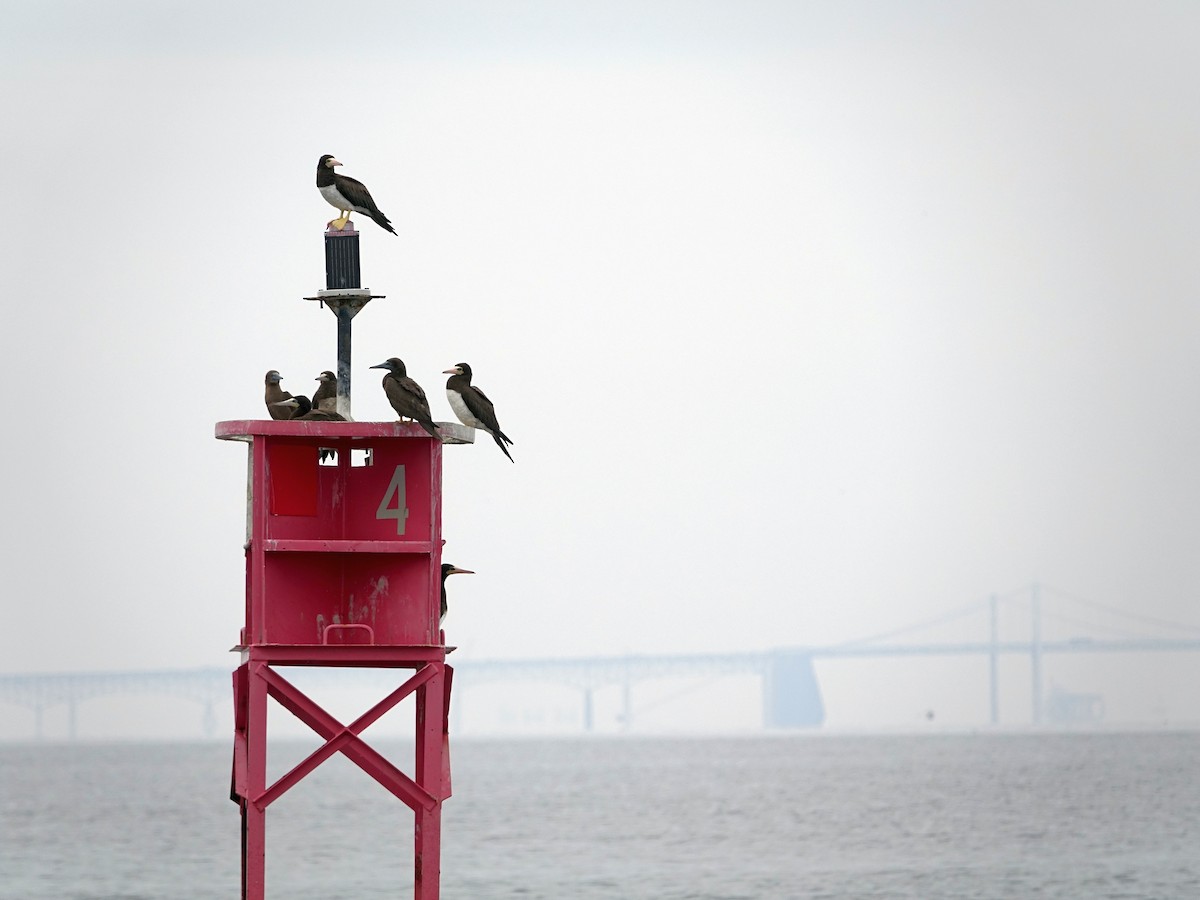 Brown Booby - ML645659112
