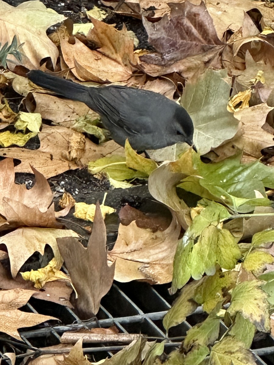 Gray Catbird - ML645659114