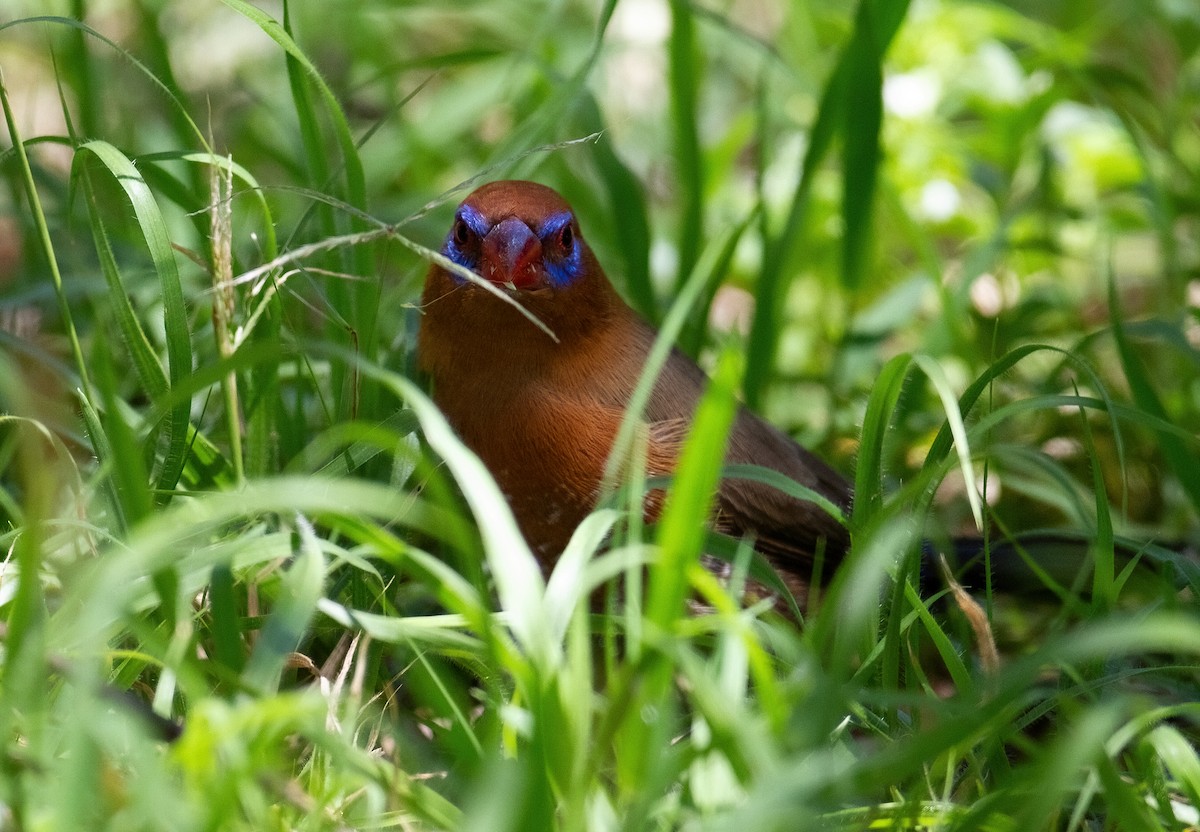 Purple Grenadier - ML645659119