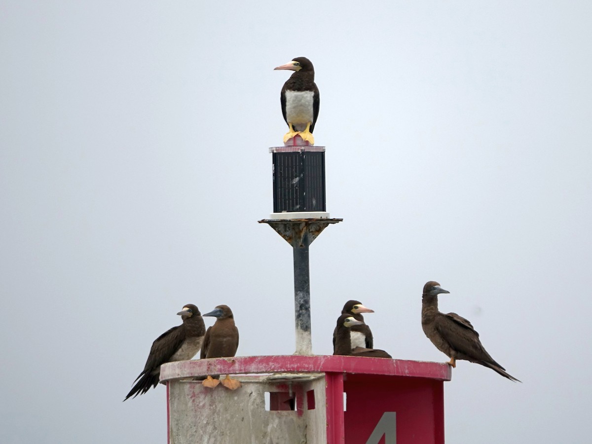 Brown Booby - ML645659123