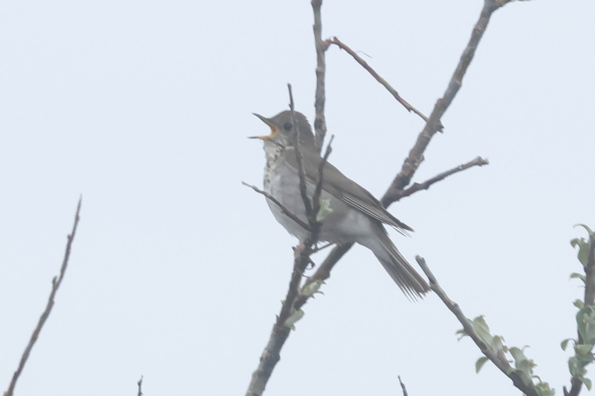 Grauwangen-Musendrossel - ML645659124