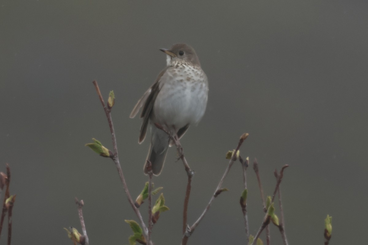 Grauwangen-Musendrossel - ML645659125