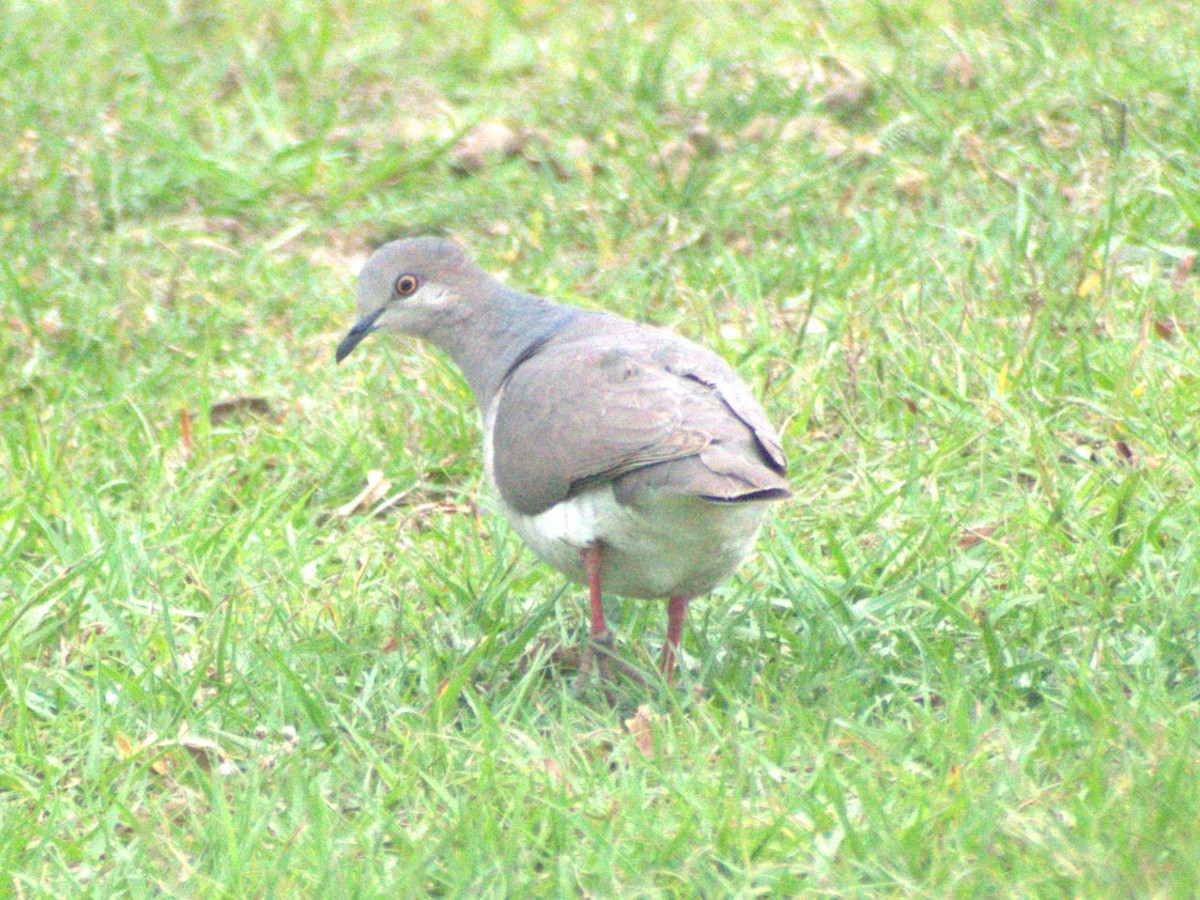 White-tipped Dove - ML645659131