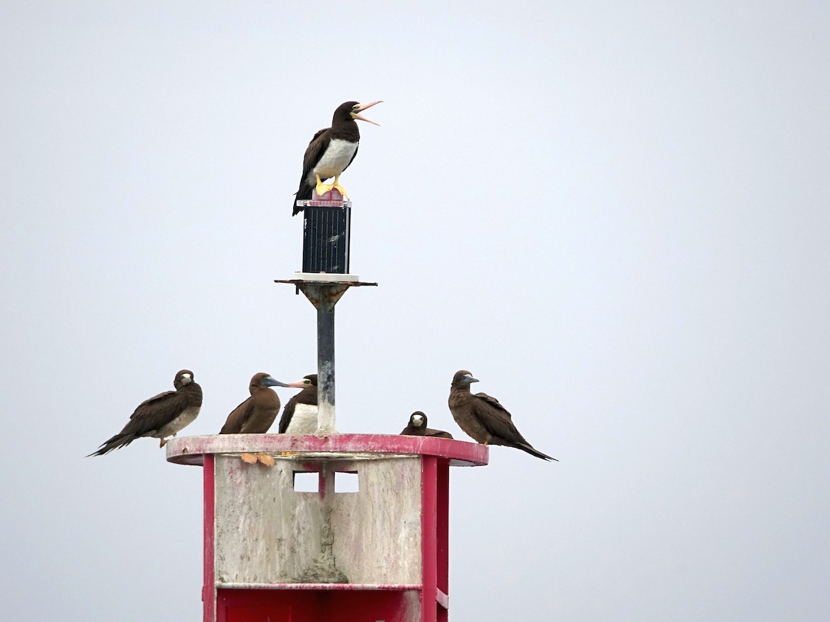 Brown Booby - ML645659138
