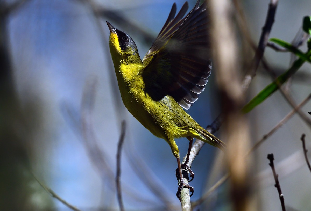 Southern Yellowthroat - ML645659142