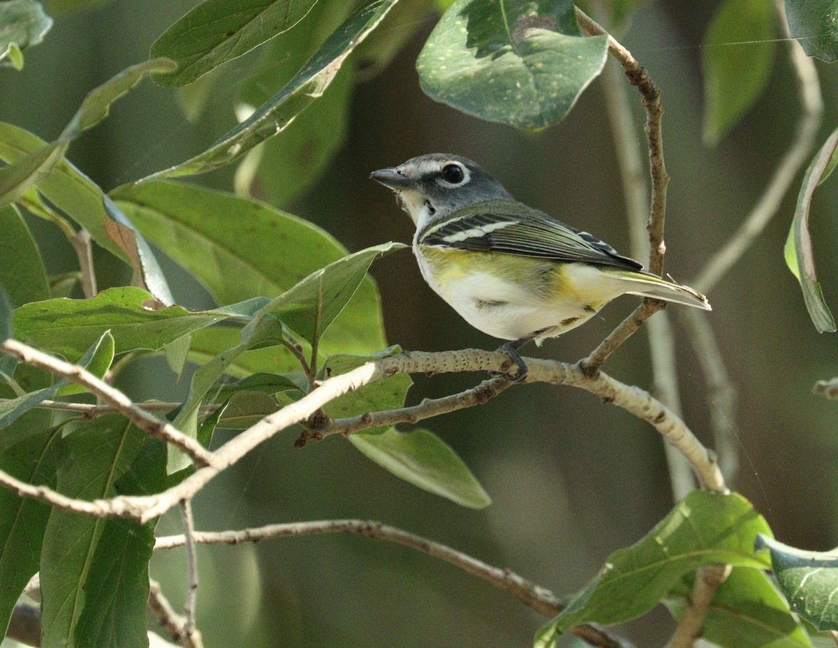 Blue-headed Vireo - ML645659146