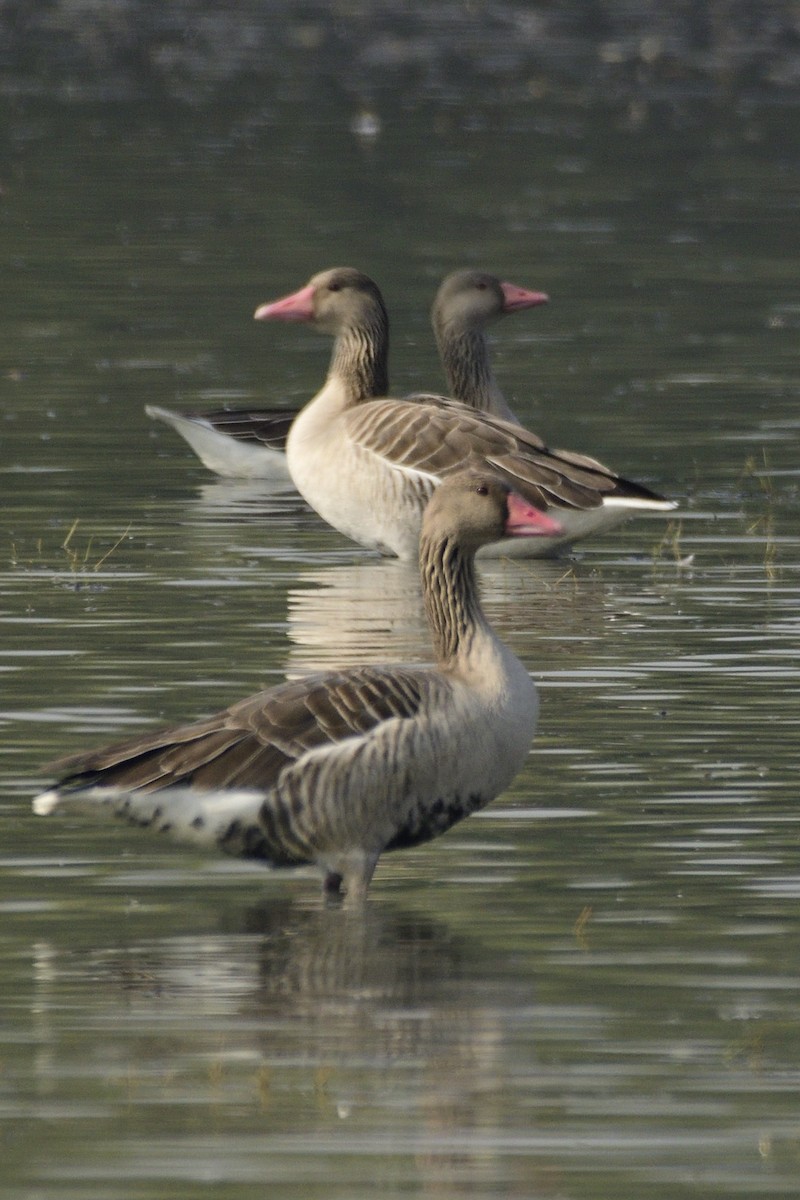 Гуска сіра - ML645659149