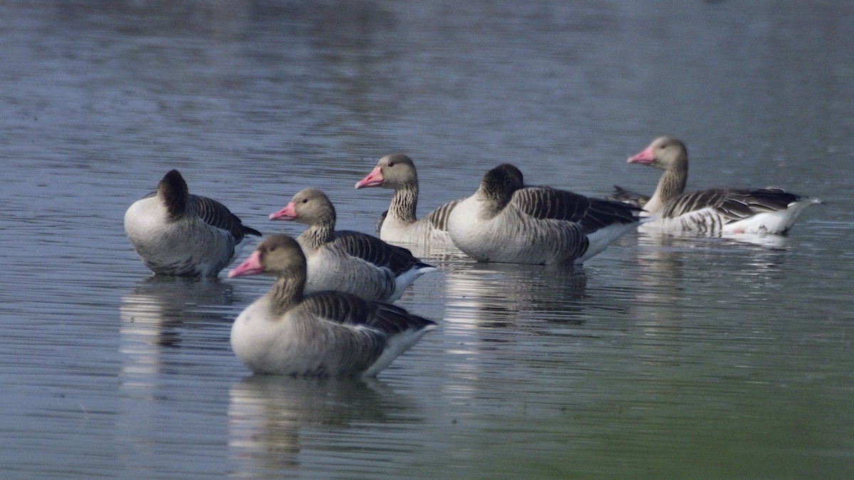 Гуска сіра - ML645659150