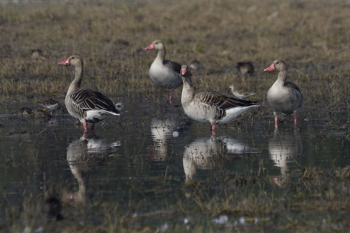 Гуска сіра - ML645659151
