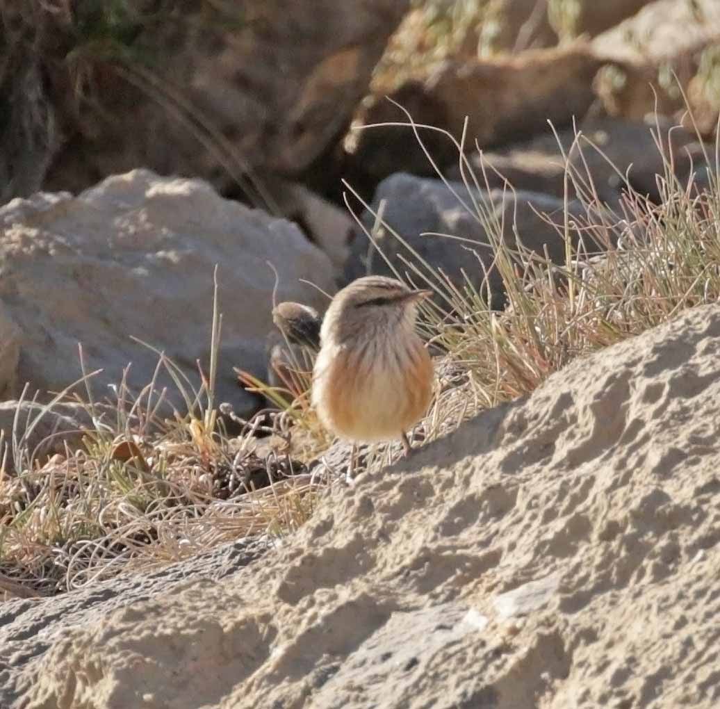 Вертунка - ML645659152